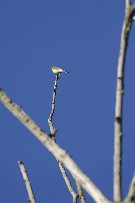 Uccelli da identificare